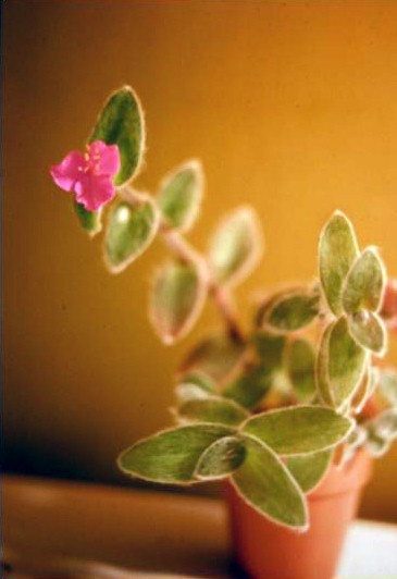 Tradescantia sillamontana 'White Velvet' 