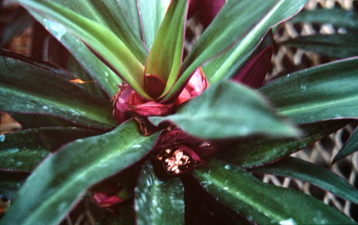 Tradescantia spathacea 