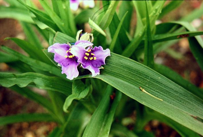 Tradescantia x andersoniana 'Purple Dome' 