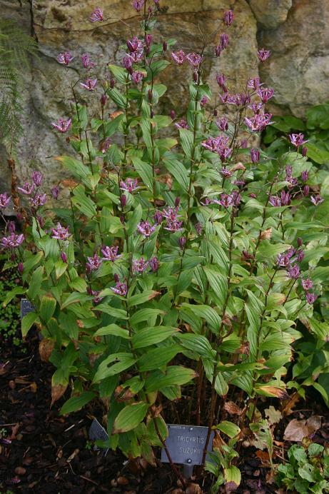 Tricyrtis 'Suzukii' 