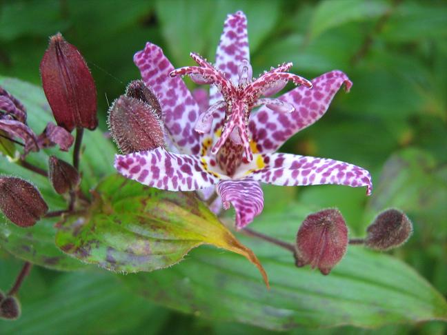 Tricyrtis 'Suzukii' 