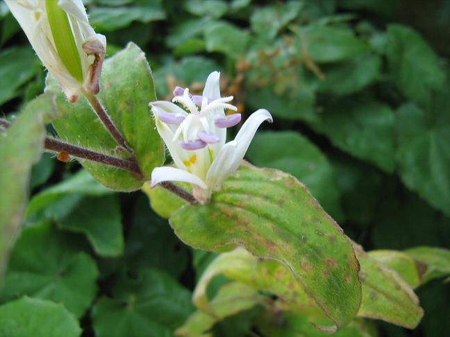 Tricyrtis 'White Towers' 