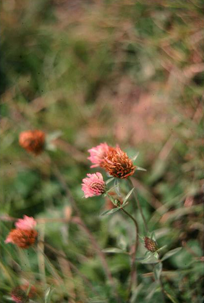 Trifolium pratense 