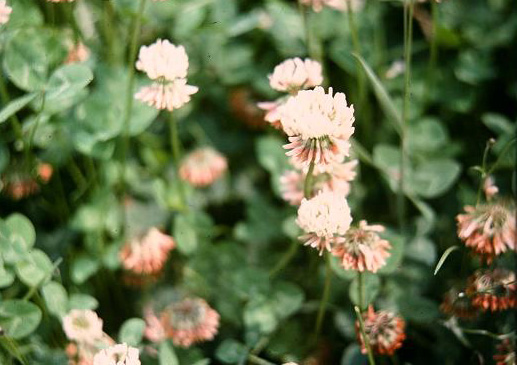 Trifolium repens 