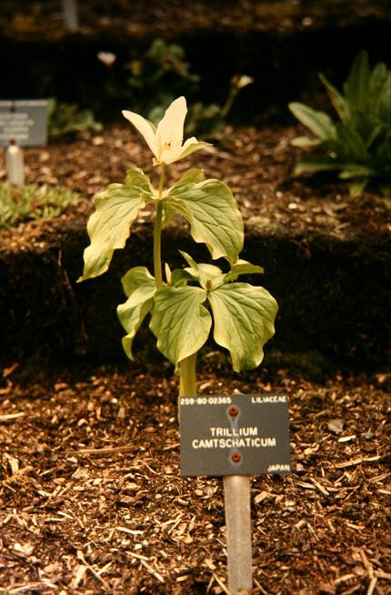 Trillium camschatcense 