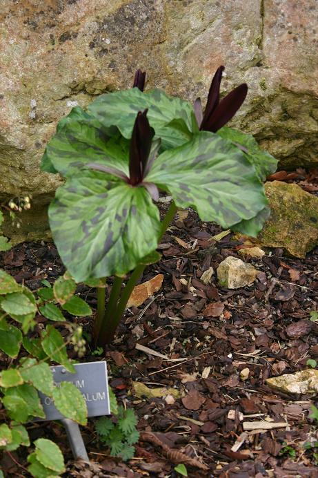 Trillium chloropetalum 