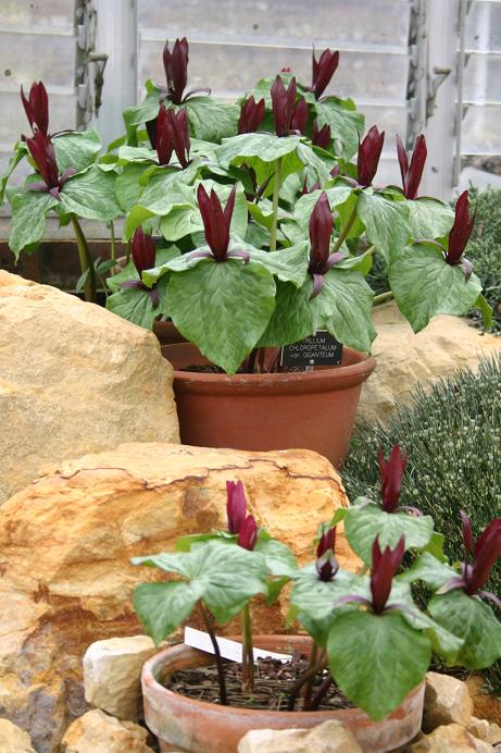 Trillium chloropetalum var giganteum 