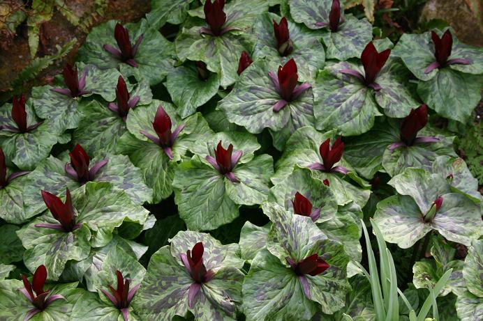 Trillium chloropetalum var rubrum 