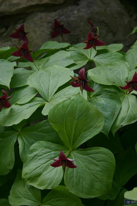 Trillium erectum 