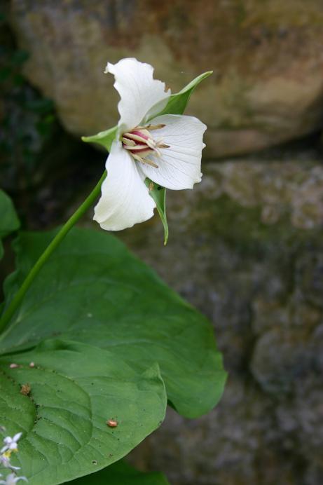 Trillium erectum 'Buff Form' 