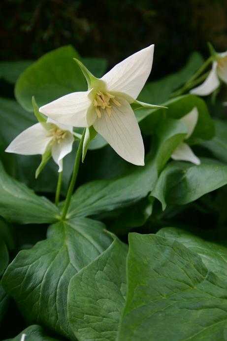 Trillium erectum 'Buff Form' 