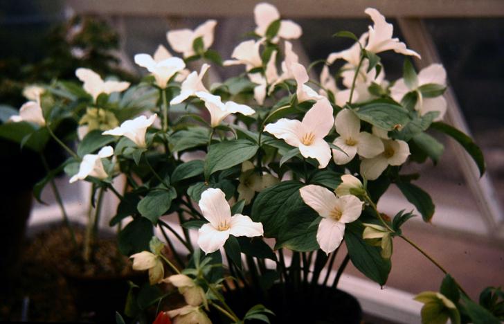 Trillium grandiflorum 