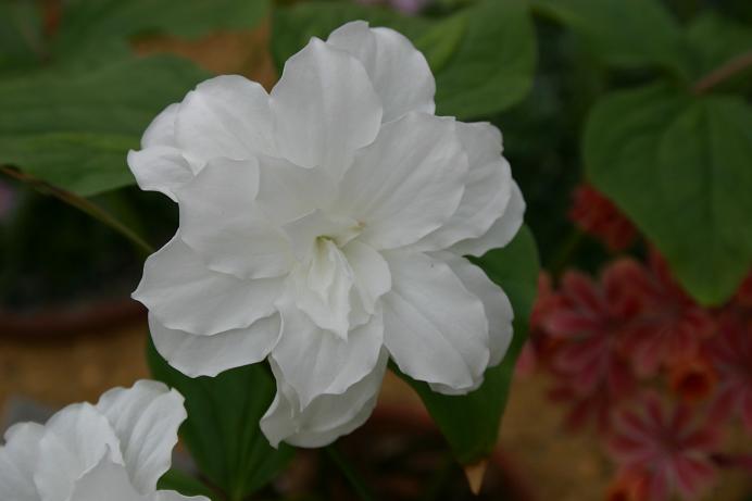 Trillium grandiflorum 'Flore Plena' 