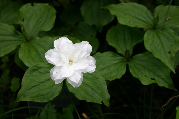 Trillium grandiflorum 'Flore Plena' 