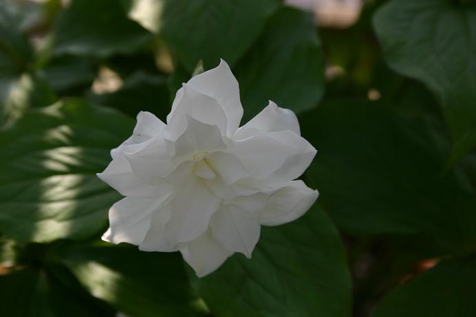 Trillium grandiflorum 'Flore Plena' 