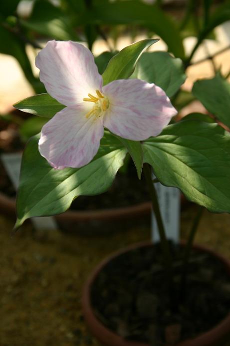 Trillium grandiflorum 'Gothenberg Pink Strain' 