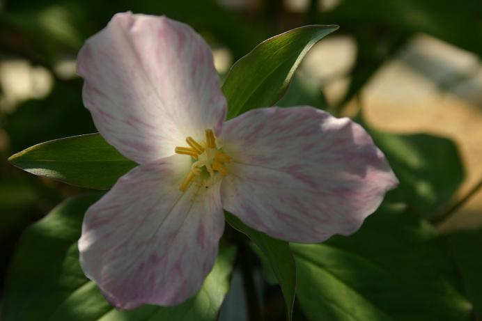 Trillium grandiflorum 'Gothenberg Pink Strain' 