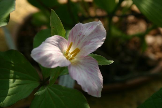 Trillium grandiflorum 'Gothenberg Pink Strain' 