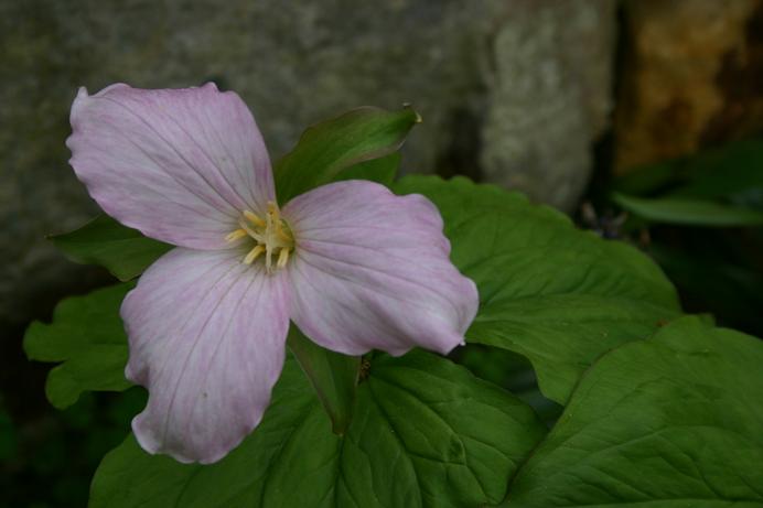 Trillium grandiflorum f. roseum 