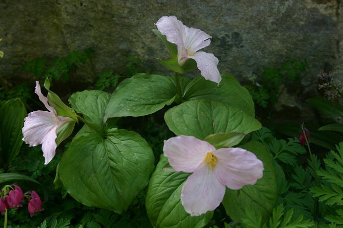 Trillium grandiflorum f. roseum 