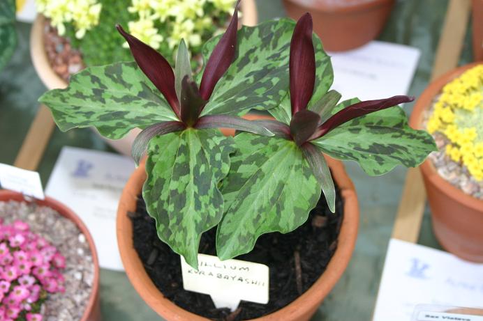 Trillium kurabayashi 