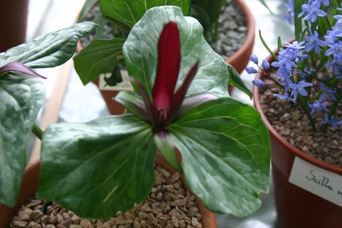 Trillium kurabayashi 