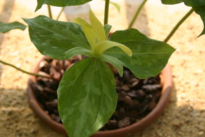 Trillium luteum 