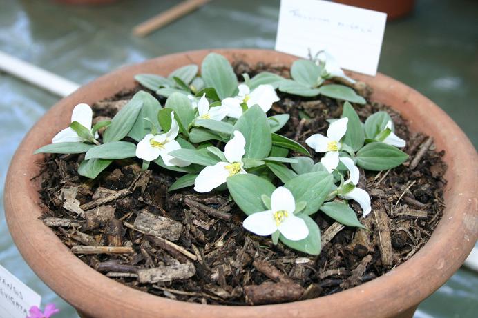 Trillium nivale 