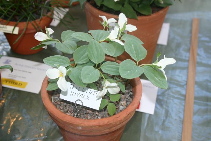 Trillium nivale 