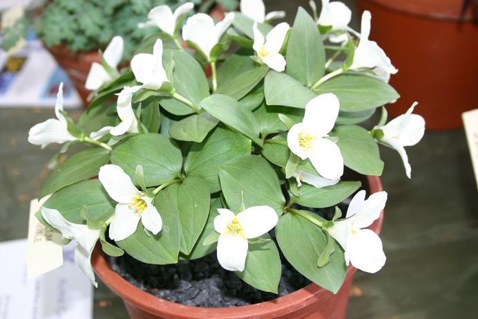 Trillium nivale 