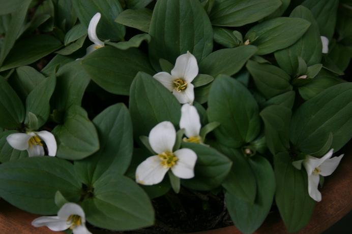 Trillium nivale 