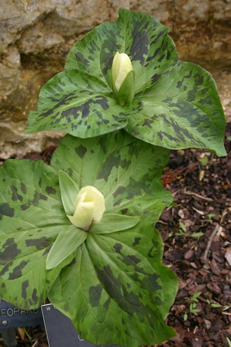 Trillium ovatum 