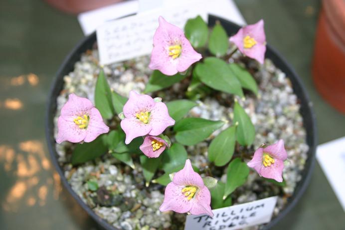 Trillium rivale 