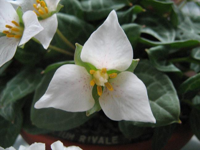 Trillium rivale 