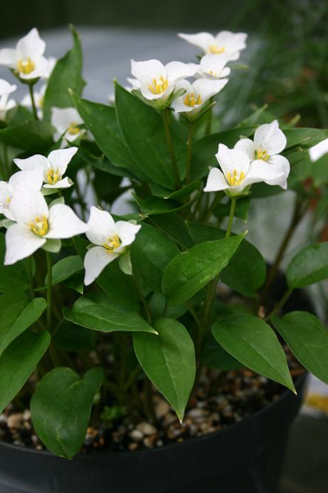 Trillium rivale 