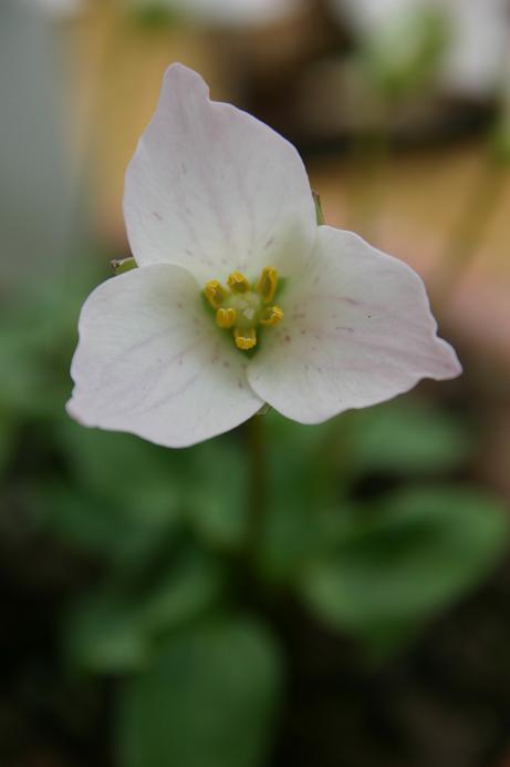 Trillium rivale 