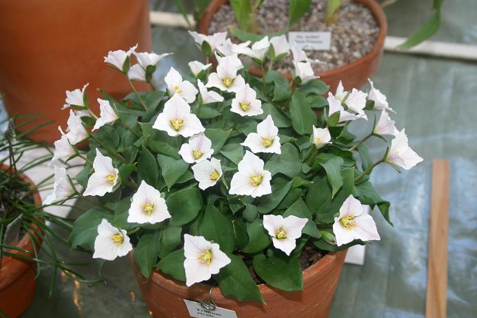 Trillium rivale 