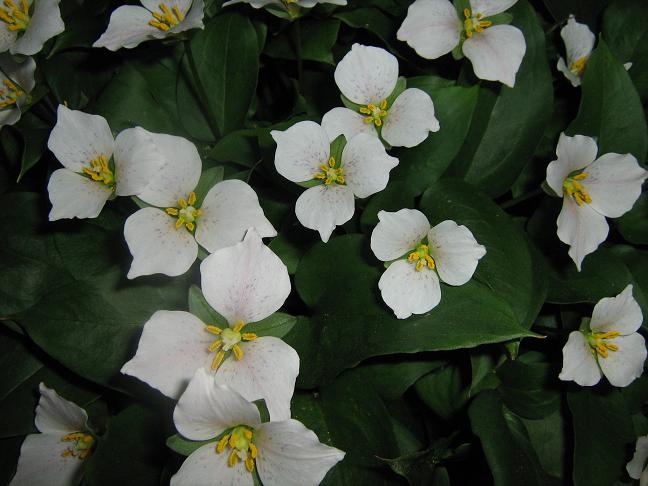 Trillium rivale 