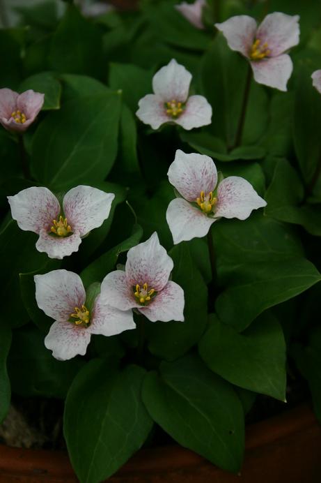 Trillium rivale 