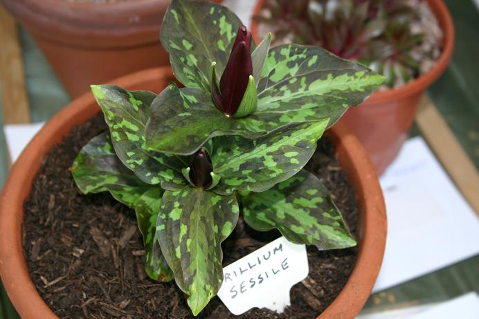 Trillium sessile 