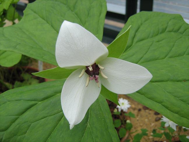 Trillium simile 