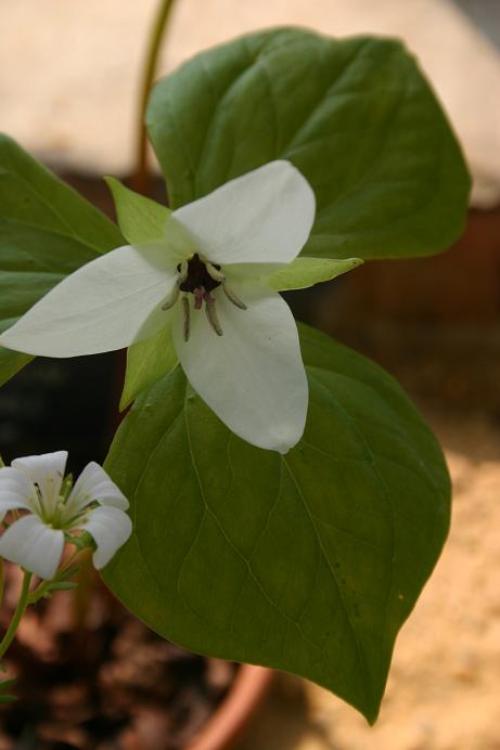 Trillium simile 