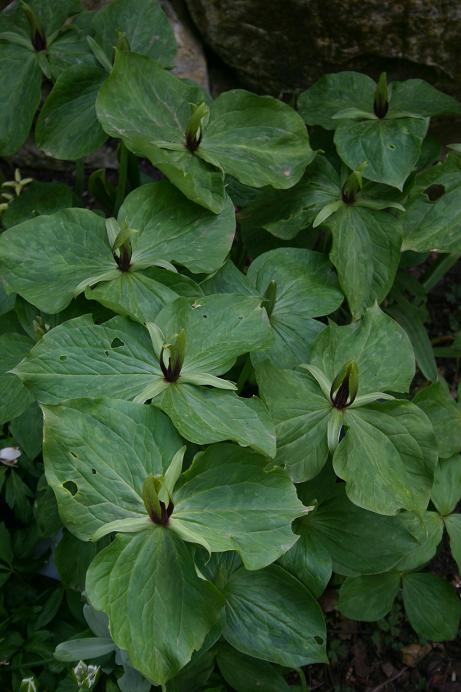 Trillium viride 