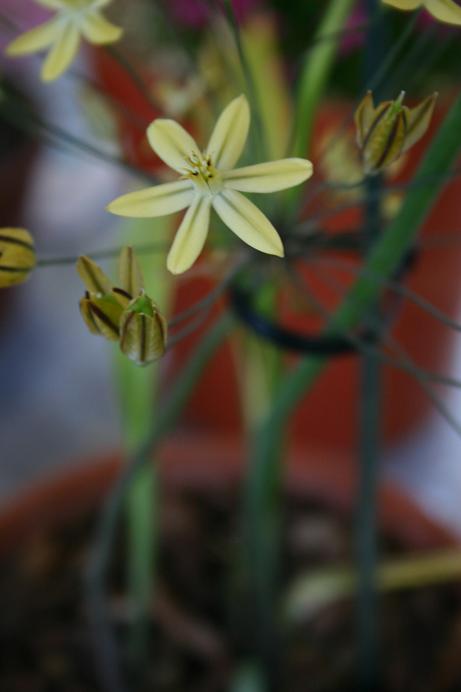 Trilteleia ixioides 'Starlight' 