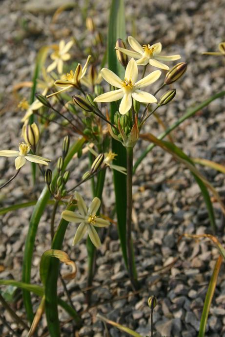 Trilteleia ixioides 'Starlight' 