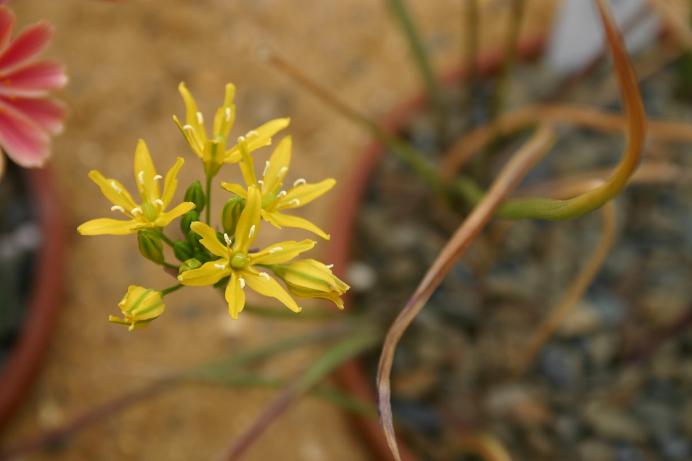 Triteleia lemmonii 