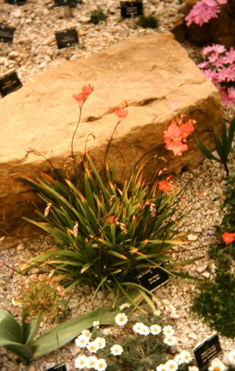 Tritonia hyacinthina 
