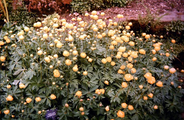 Trollius europaeus 