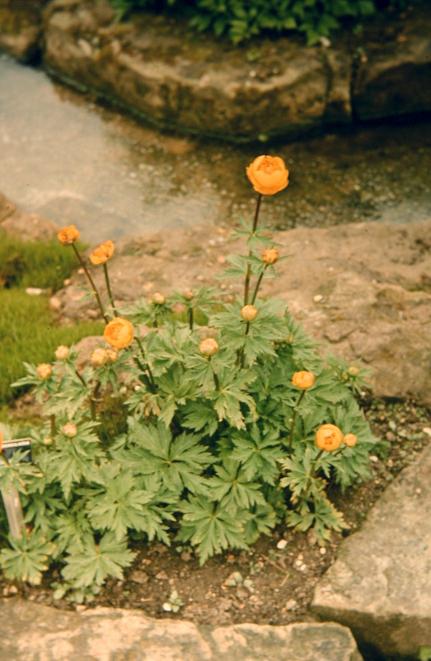 Trollius europaeus 'Etna' 