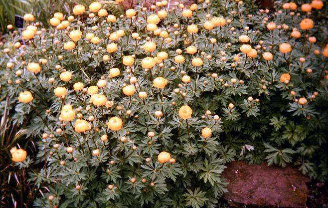 Trollius europaeus 'Golden Globe' 